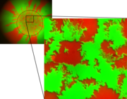 Genetic demixing in an E. coli range expansion (image)